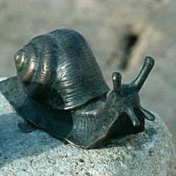 Weinbergschnecke, lifesize