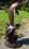 Garten-Figur Springende Delphine aus Bronze