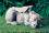 Snoozy, schlafender Drache