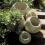 Ball Planter mittel