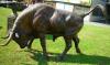 Stier mit zum Angriff gesenktem ...