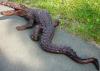 Garten-Figur Krokodil mit weit a...