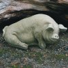 Deko-Figur für den GartenBreite ...