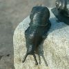 Kletternde Weinbergschnecke aus ...