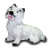 West - Highland - Terrier im Ste...