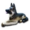 Tier - Skulptur Schäferhund mit spitzen Ohren