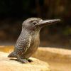 Kolibri, groß aus Bronze

	Bro...