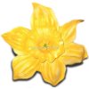 Blüte der einer schönen, gelben ...